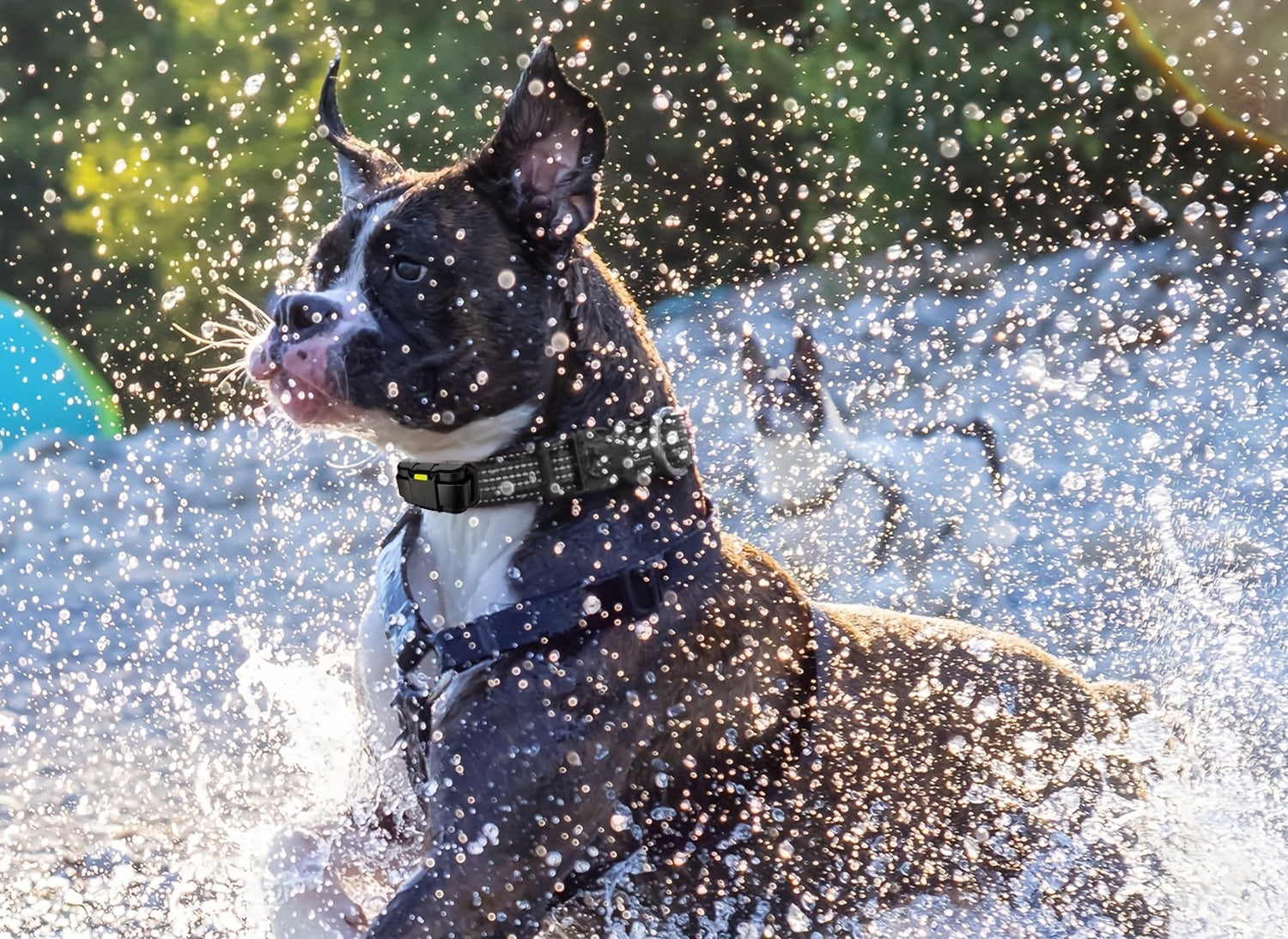 LocatyPup