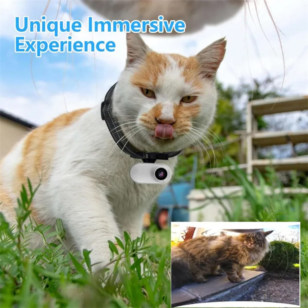 snap-purr-img-22.jpg__PID:bcd561c3-aaa6-4ba7-928d-e04a68ae967a
